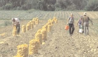 Peste 21.000 de cereri pentru pl�ți și intervenții agricole 