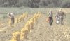 Peste 21.000 de cereri pentru pl�ți și intervenții agricole 